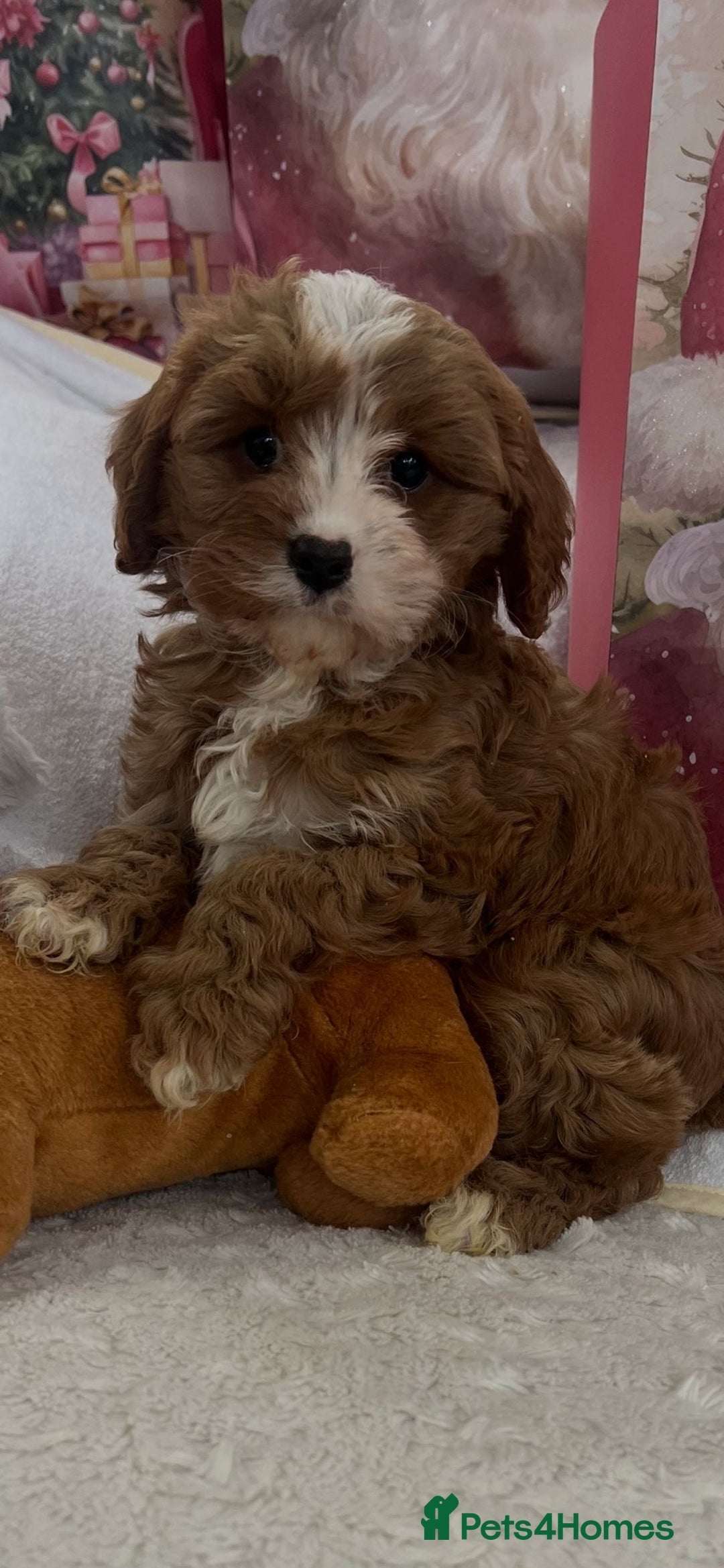 Cavapoo dogs for sale: Cavapoo puppies ready now 🏡 - Advert 10