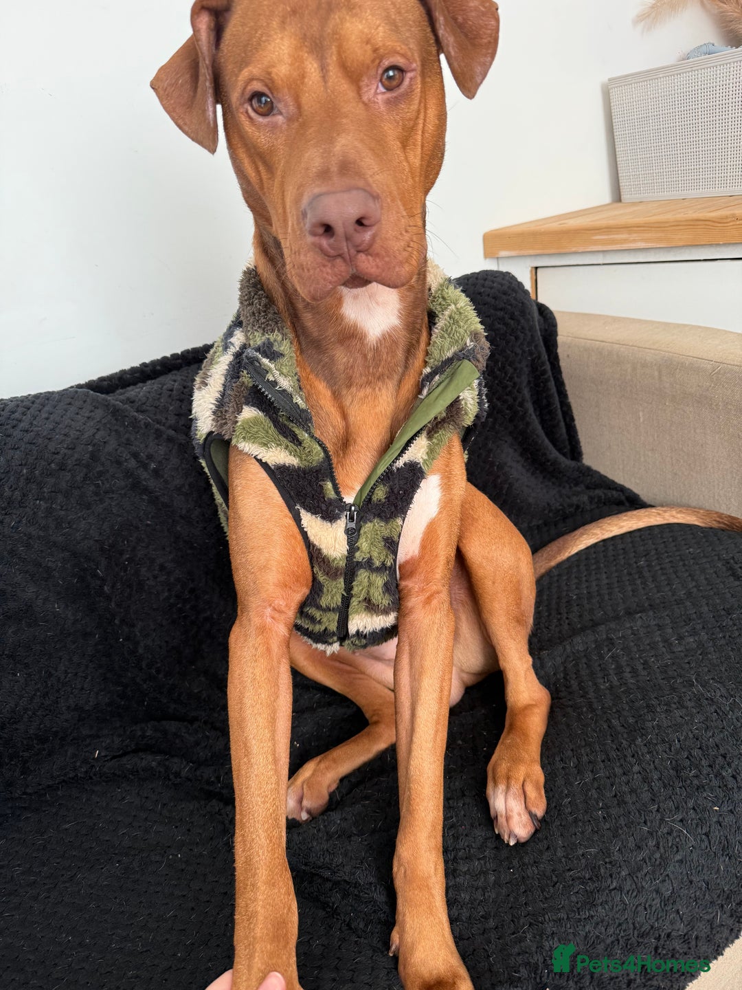 Mixed Breed dogs for sale: 2 Year Old Doberman cross American Bully - Advert 3