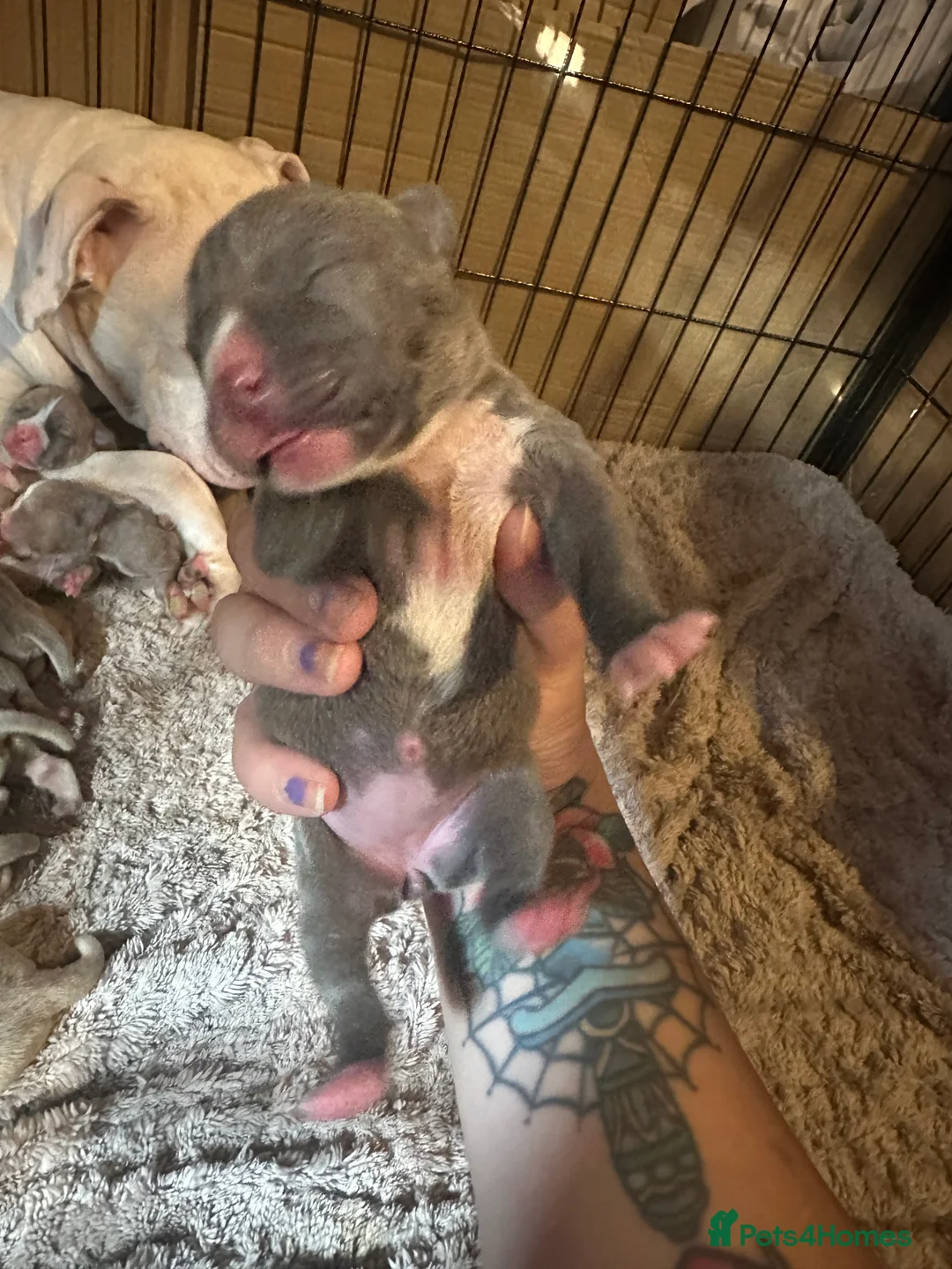 Staffordshire Bull Terrier dogs for sale: Beautiful lilac ,fawn ,blue , cream puppies  - Advert 2