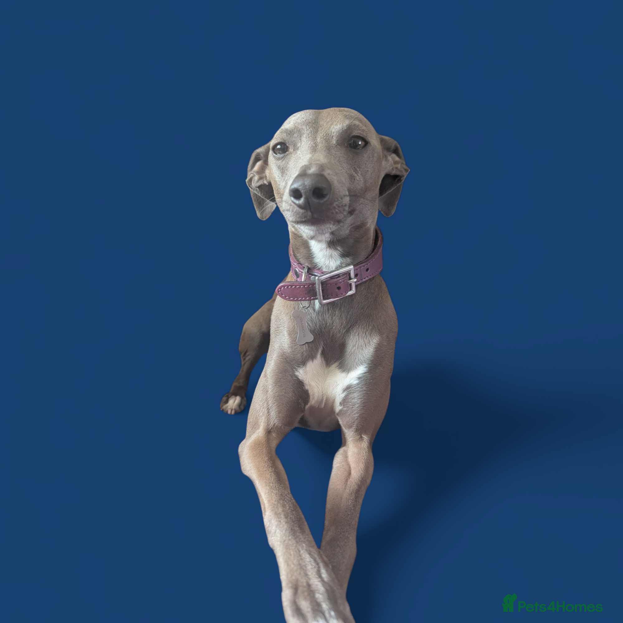 Italian Greyhound dogs Italian greyhound stud dog (proven) in Leeds - Advert 2