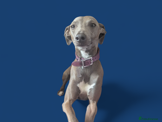 Italian Greyhound dogs in Leeds - Advert 3