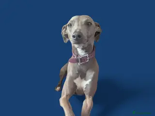 Italian Greyhound dogs Italian greyhound stud dog (proven) in Leeds - Advert 3