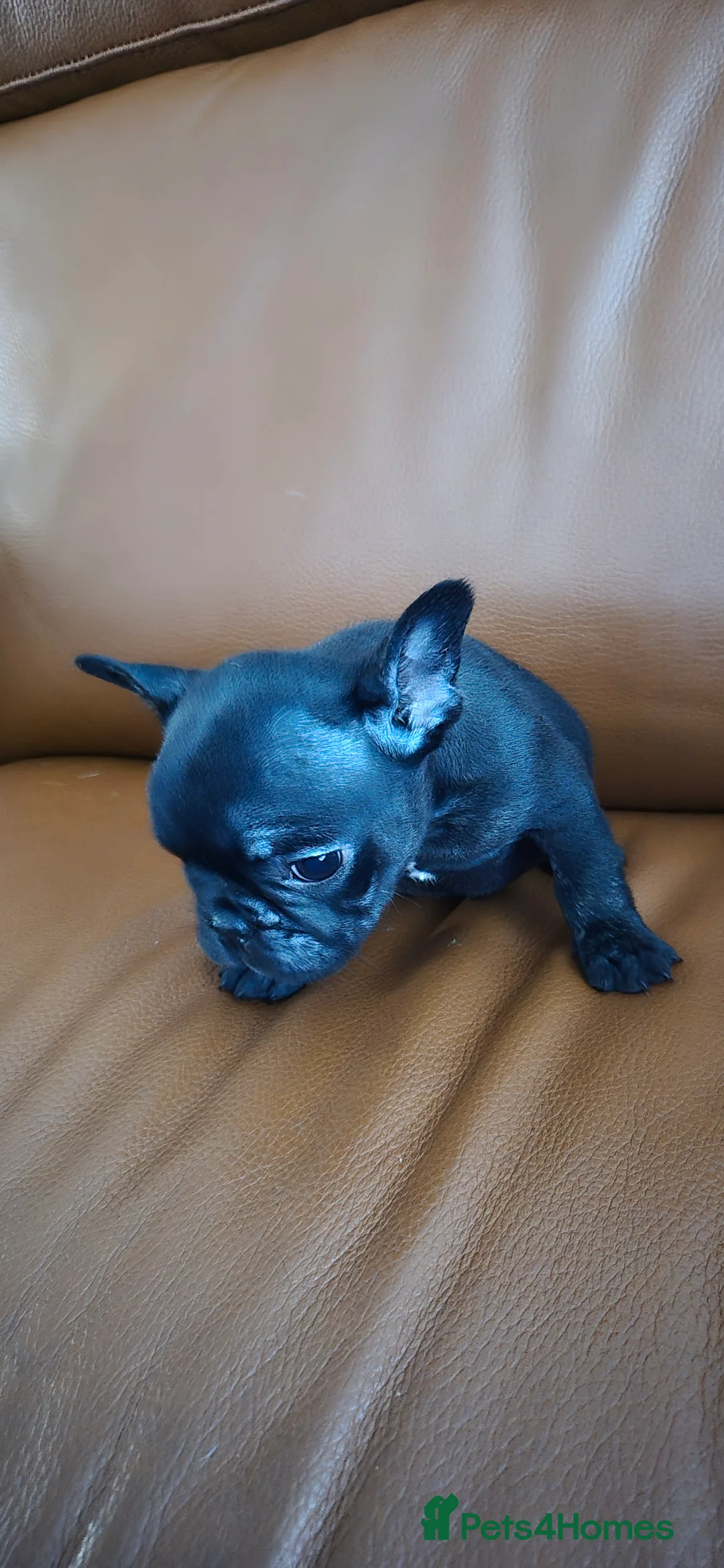 French Bulldog dogs for sale: Frenchie puppies ready to go - Advert 8