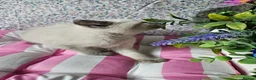 Ragdoll cats for sale: Ragdoll - Advert 3