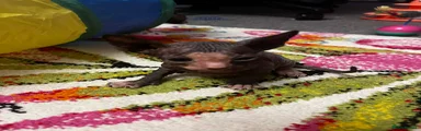 Sphynx Kitten 3