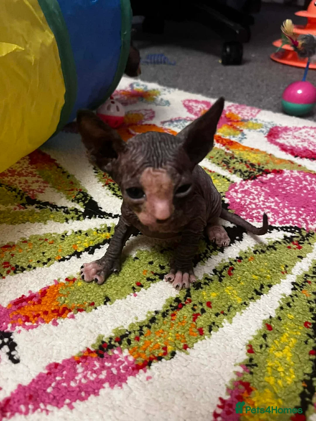 Sphynx cats for sale: Beautiful spynx kittens  - Advert 1