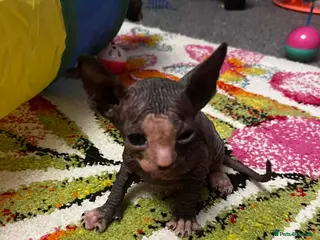 Sphynx cats Beautiful spynx kittens - Advert 1