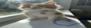Maine Coon 5