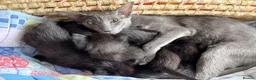 Oriental cats for sale: Oriental kittens for sale (4 ready now!) - Advert 10