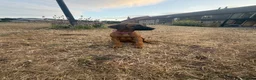 Rhodesian Ridgeback dogs for sale: One beautiful gentle kc little girl - Advert 5