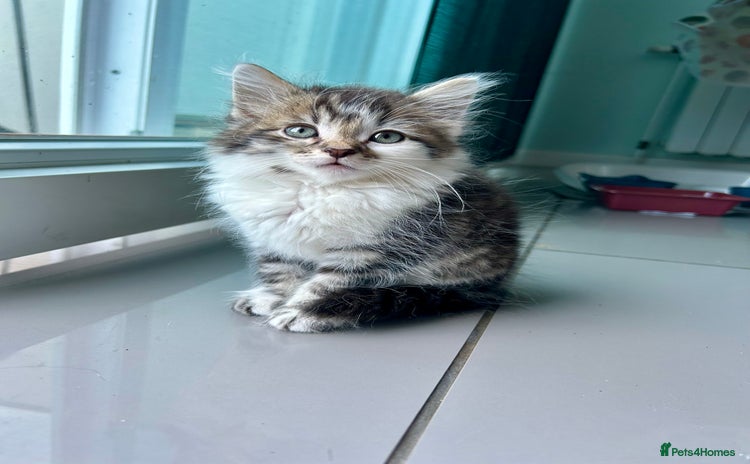 British Longhair cats - Advert 13