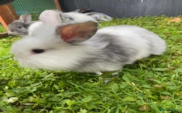 Mixed Breed rabbits for sale: Baby rabbits male and females - Image 11