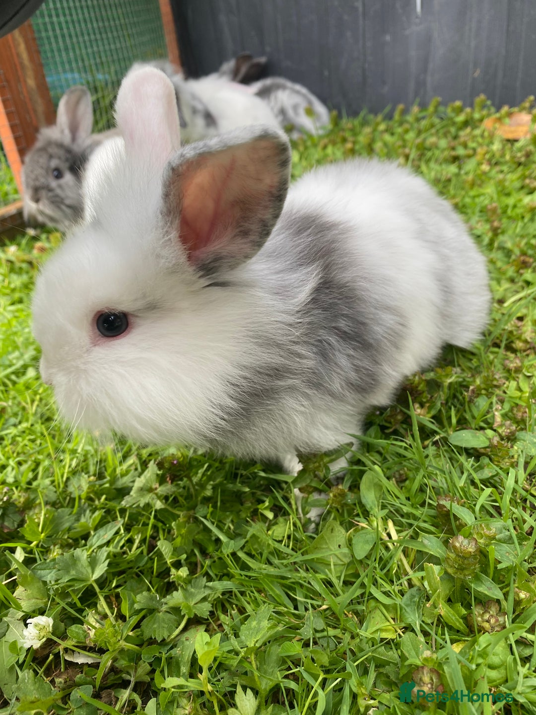 Mixed Breed rabbits for sale: Baby rabbits male and females - Image 11