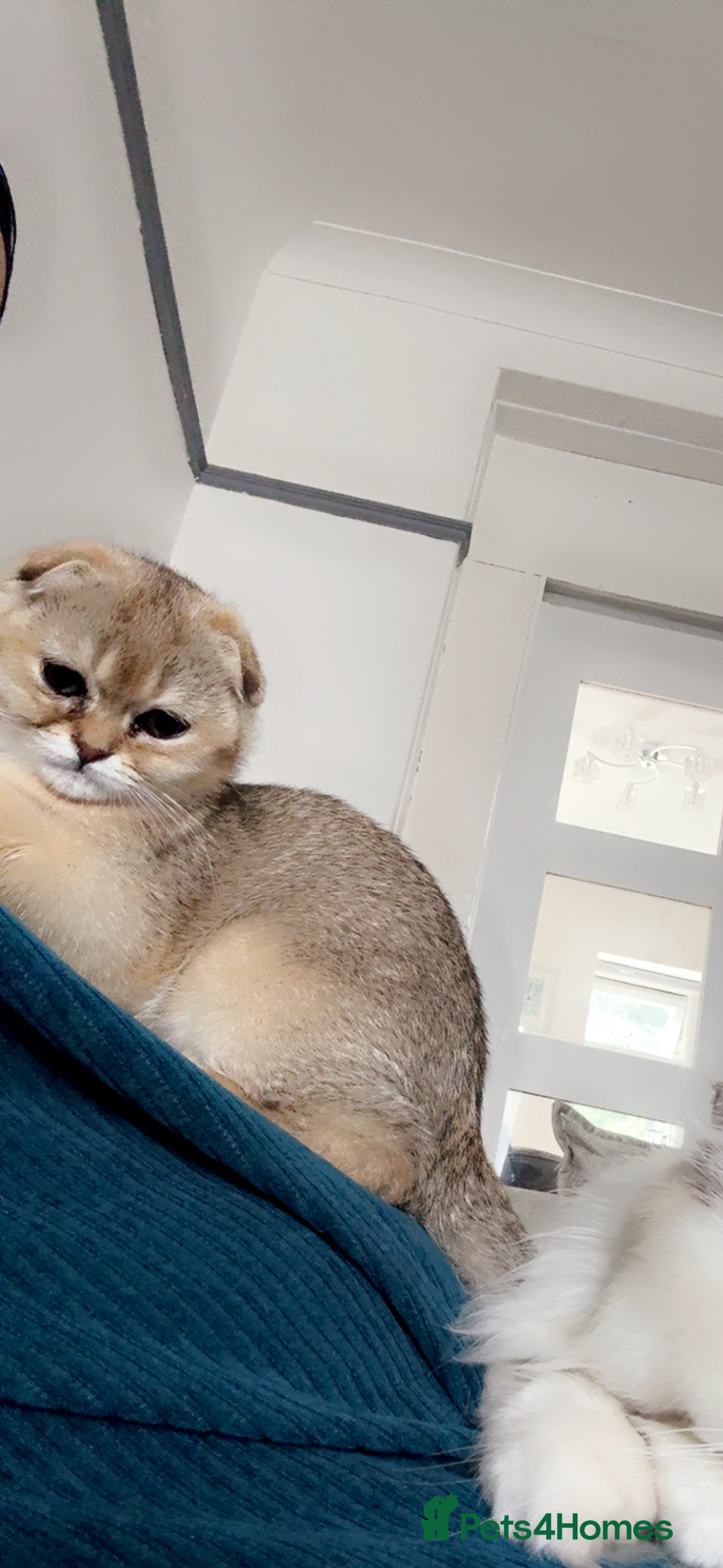 Scottish Fold cats for sale: Stunning Scottish fold golden  - Image 3