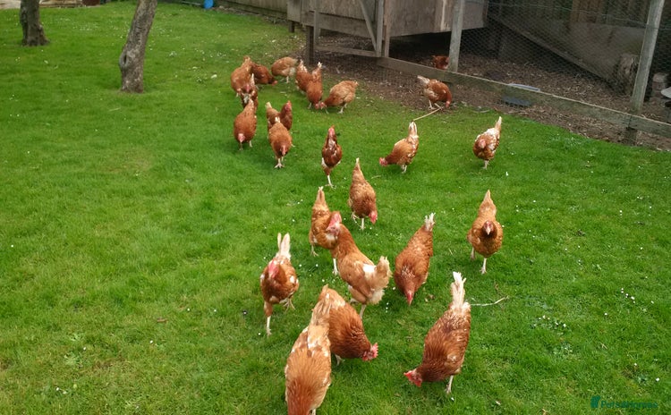 Hens poultry - Advert 5