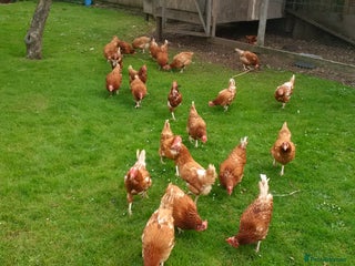 Hens poultry - Advert 6