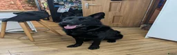 German Shepherd dogs for stud: DDR German shepherd Czech line  kc registered in Hull - Advert 3