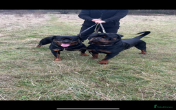 Rottweiler dogs for sale: Beautiful Rottweiler girl. Ready to leave now  - Advert 2