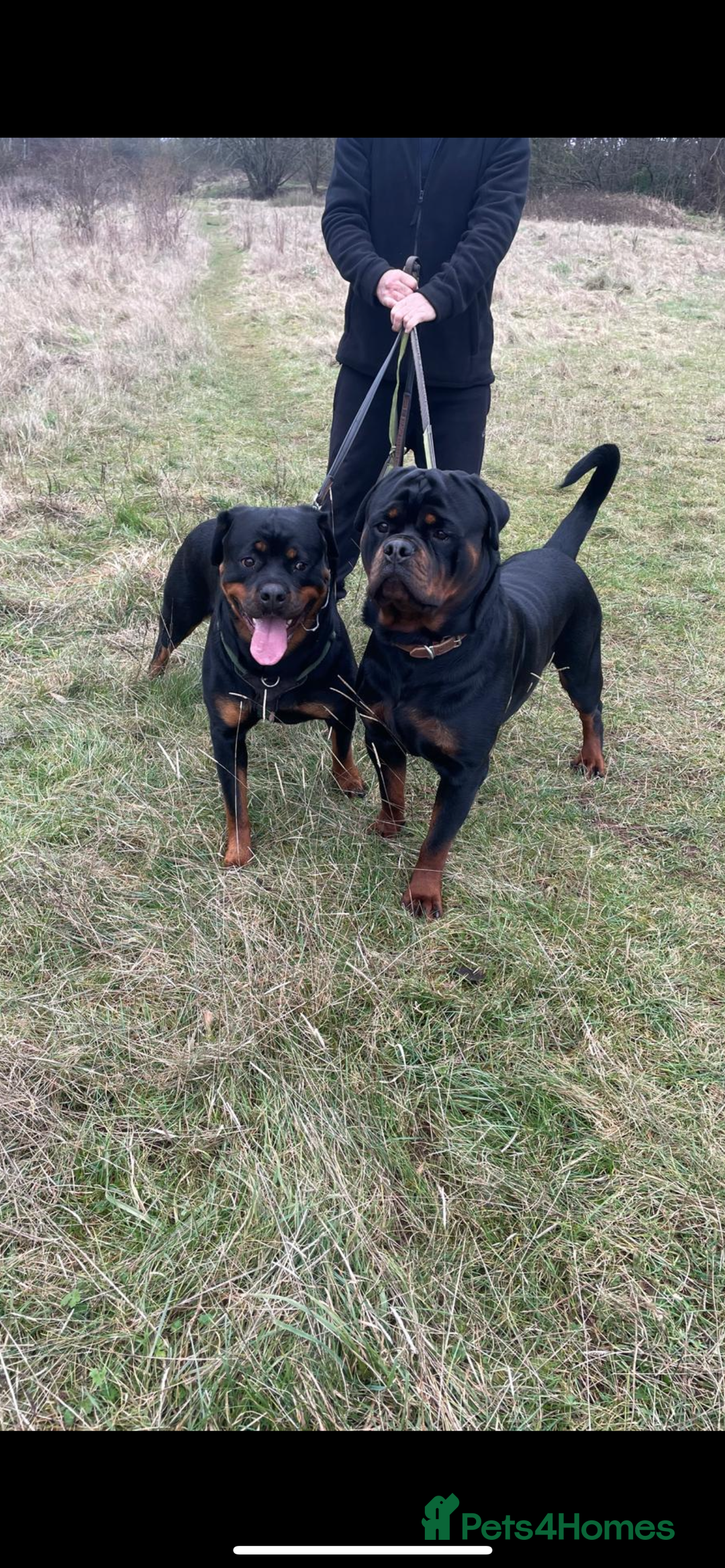 Rottweiler dogs for sale: Beautiful Rottweiler girl. Ready to leave now  - Advert 2