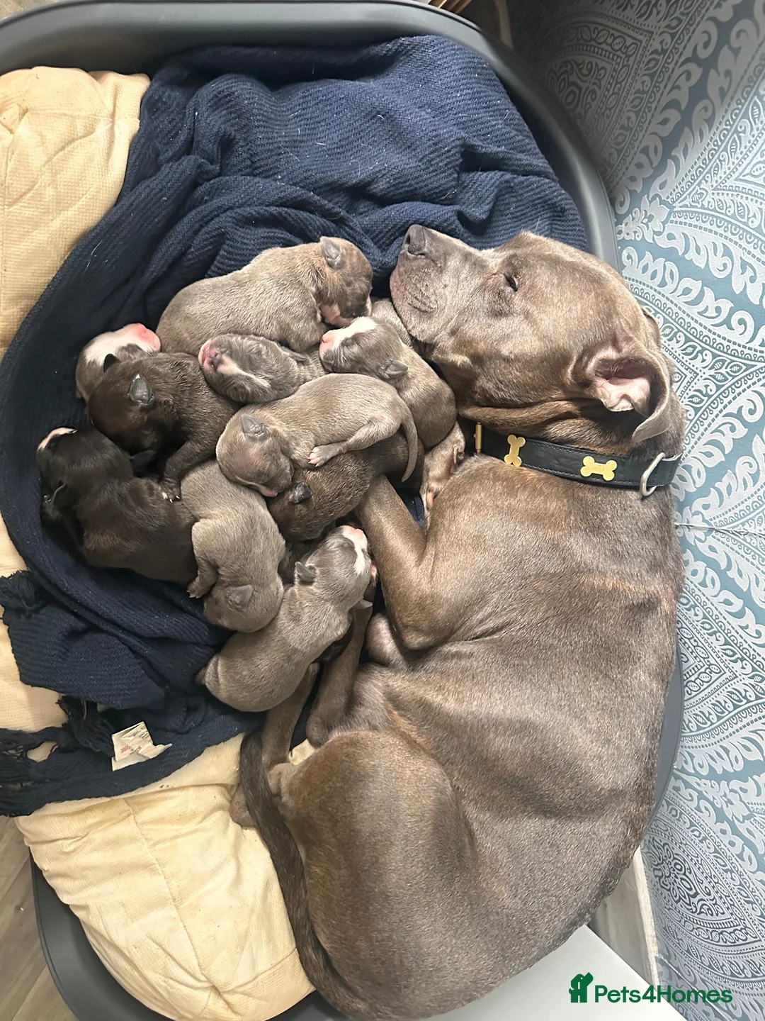 Mixed Breed dogs for sale: Staffy mix Puppies  in Glasgow - Advert 2