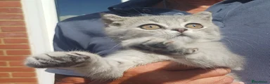 Scottish Fold