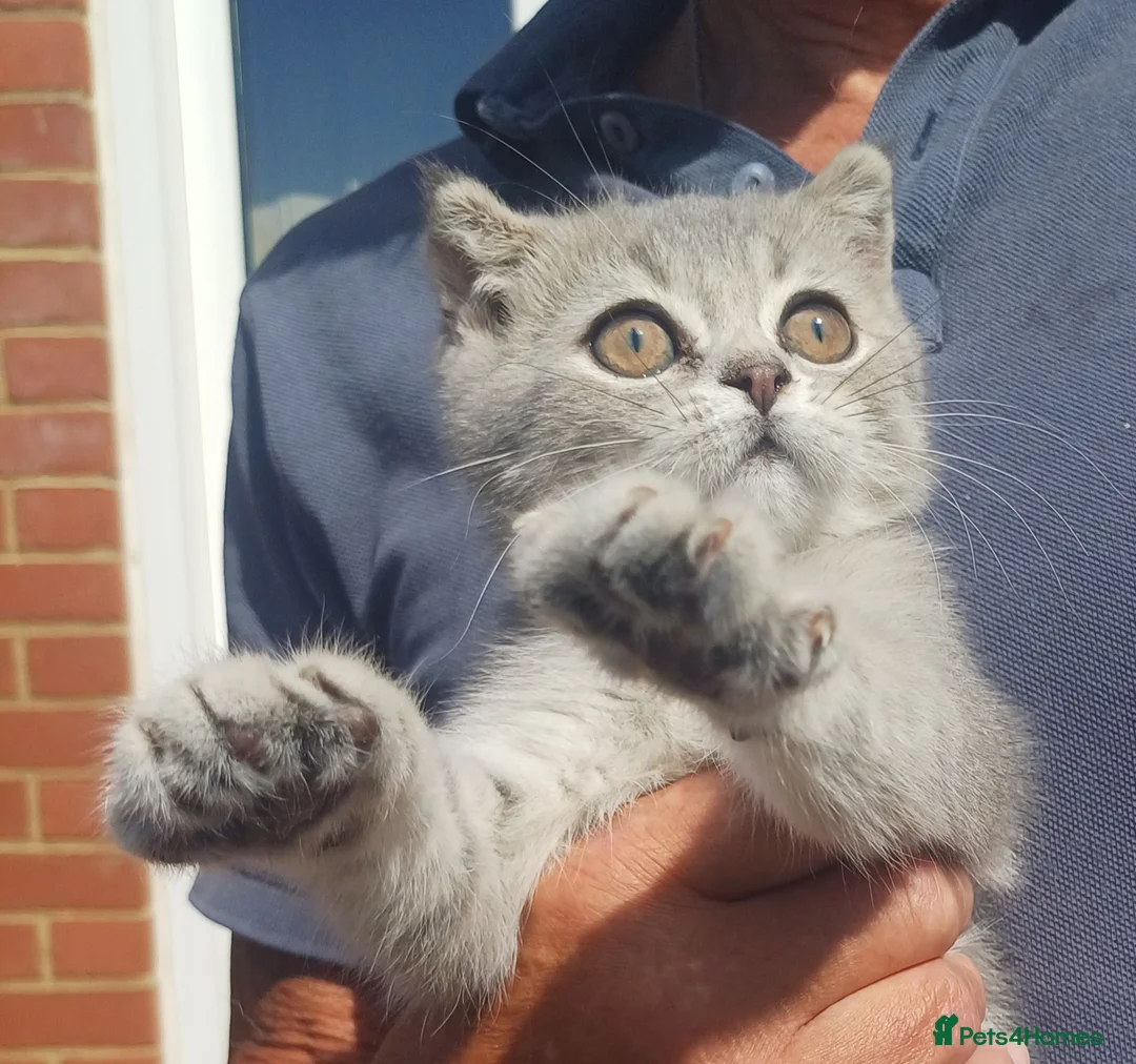 British Shorthair cats for sale: TICA loving Scottish Kittens  - Advert 18