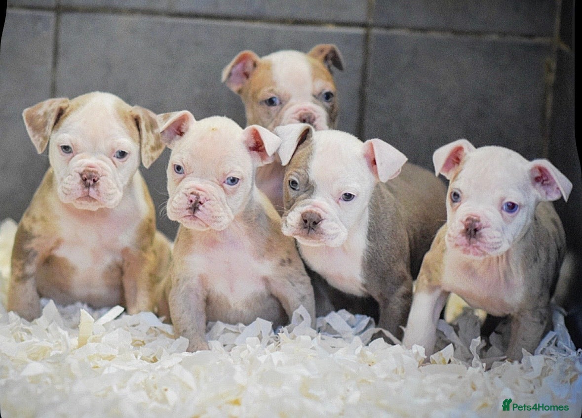 Old Tyme Bulldog dogs 23 YEARS, EXPERIENCE, 5 STAR RATED, LICENSED - Advert 1