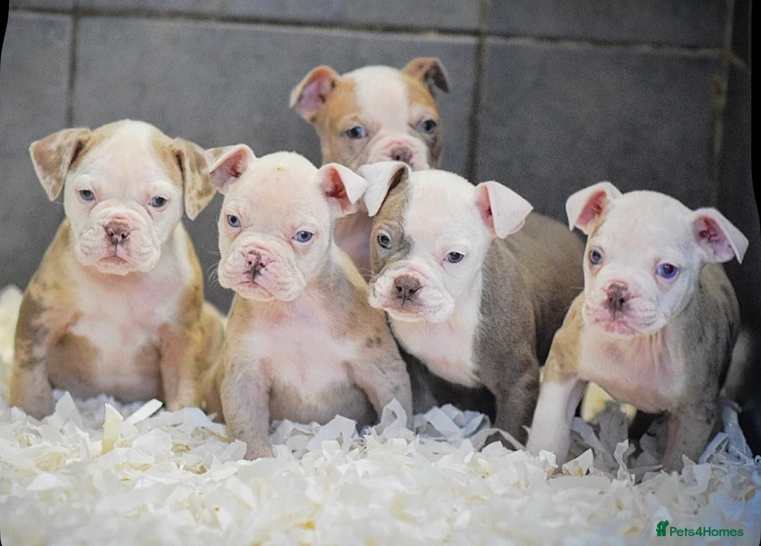 Old Tyme Bulldog dogs for sale: 23 YEARS, EXPERIENCE, 5 STAR RATED, LICENSED - Advert 1