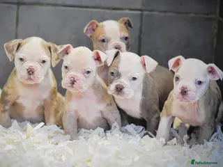 Old Tyme Bulldog dogs 23 YEARS, EXPERIENCE, 5 STAR RATED, LICENSED - Advert 1