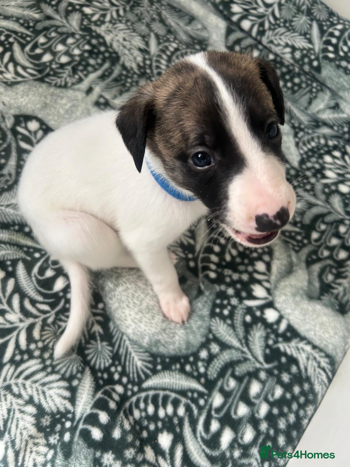 Whippet dogs Stunning pedigree whippet puppies  - Advert 1