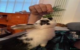 Mini Lop rabbits for sale: White. Blue eyed bunny. Ready to go.  - Image 5