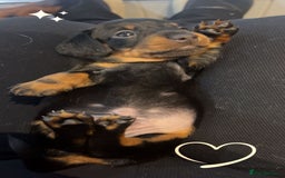Miniature Dachshund dogs for sale: Stunning kc reg miniature dachshunds  - Image 10