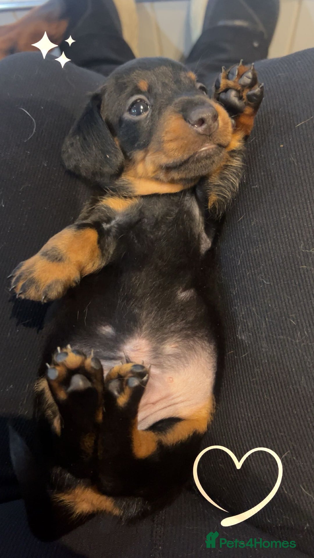 Miniature Dachshund dogs for sale: Stunning kc reg miniature dachshunds  - Image 10