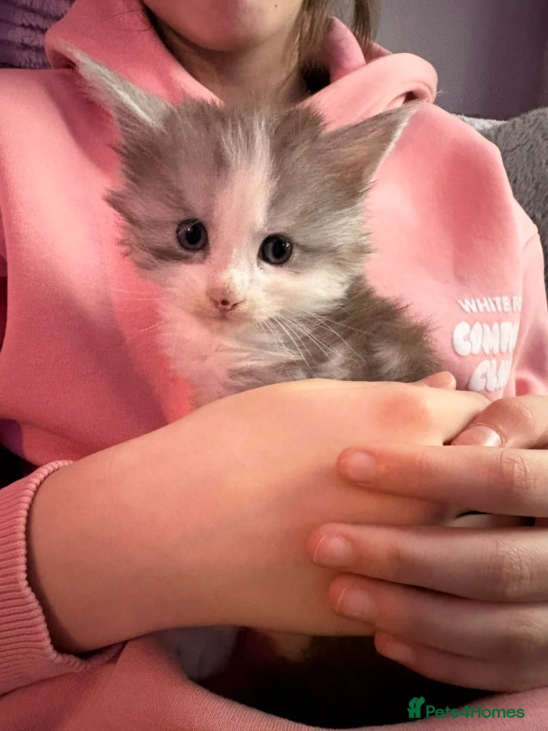 Maine Coon cats for sale: STUNNING MAINE COON KITTENS  - Advert 5