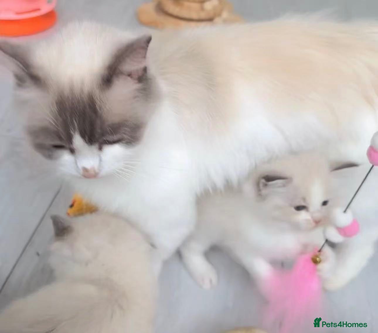 Ragdoll cats Beautiful and lovely Ragdoll kittens - Advert 2