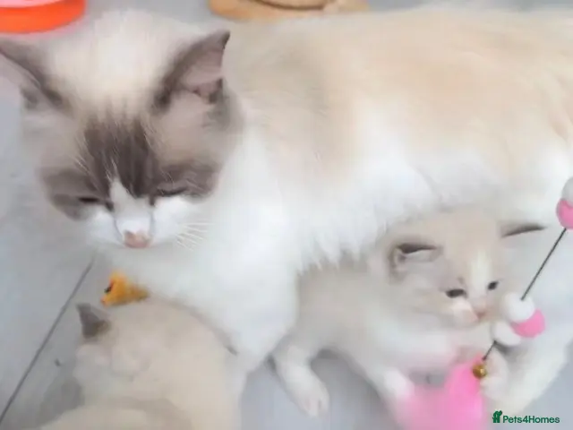 Ragdoll cats Beautiful and lovely Ragdoll kittens - Advert 24