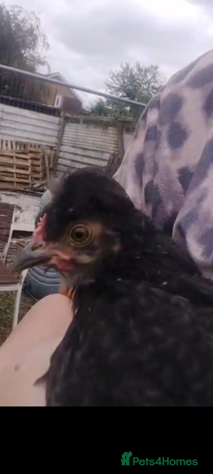 Chickens poultry Polski rooster - Advert 1