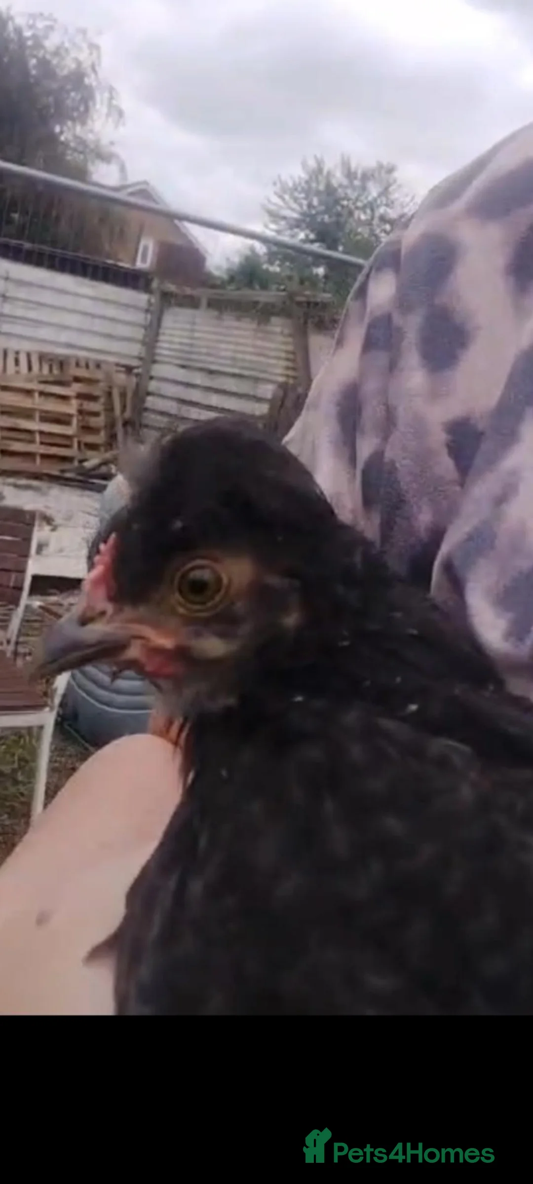 Chickens poultry for sale: Polski rooster in Doncaster - Advert 1