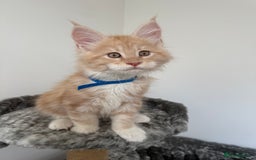 Maine Coon cats for sale: 🐾TICA registered Maine Coon Kittens🐾 - Image 6