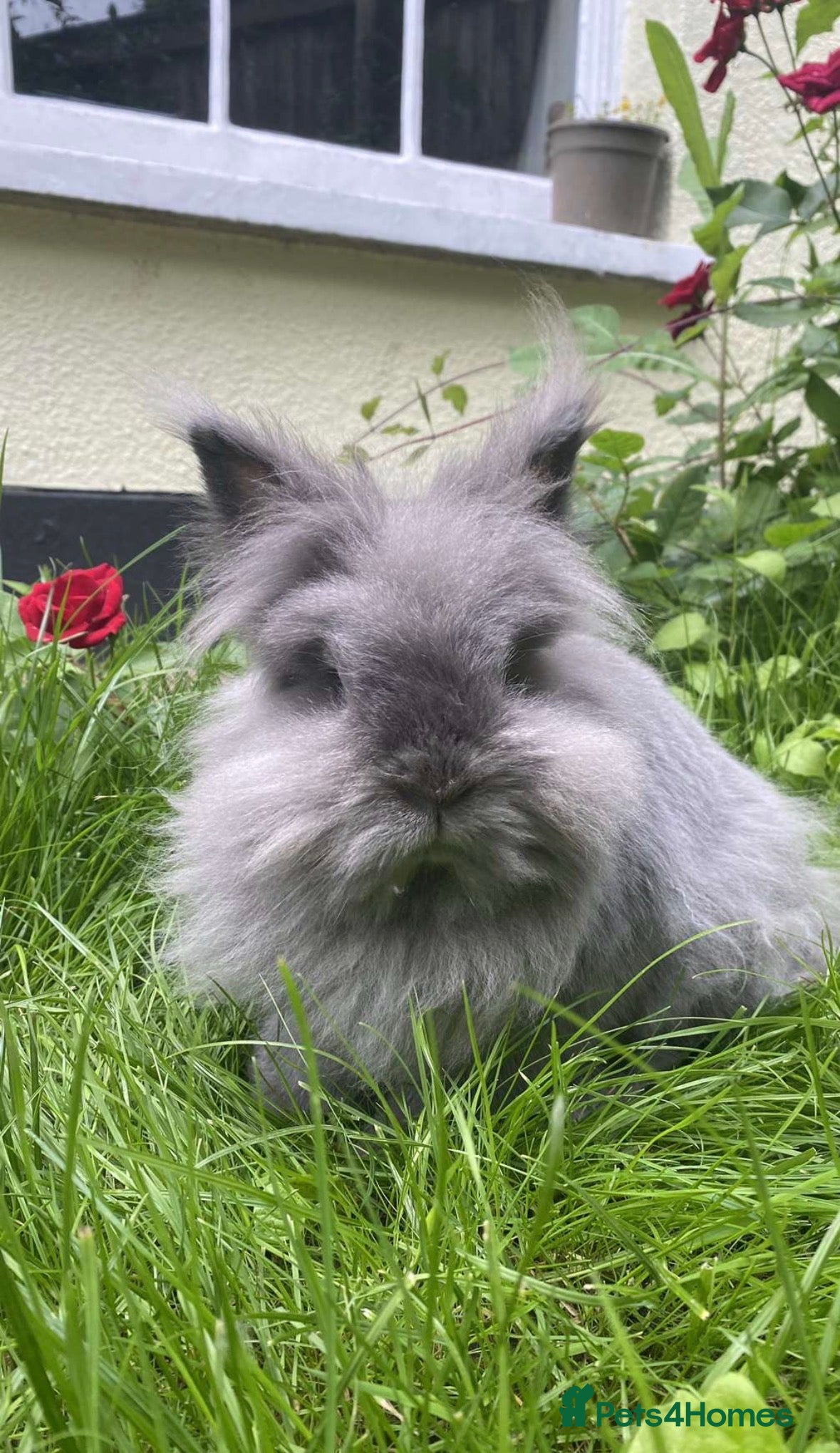 Lionhead rabbits Lovely Neutered Male Lionhead House Rabbit - Advert 1