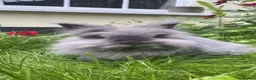 Lionhead rabbits for sale: Lovely Neutered Male Lionhead House Rabbit in Hitchin - Advert 1