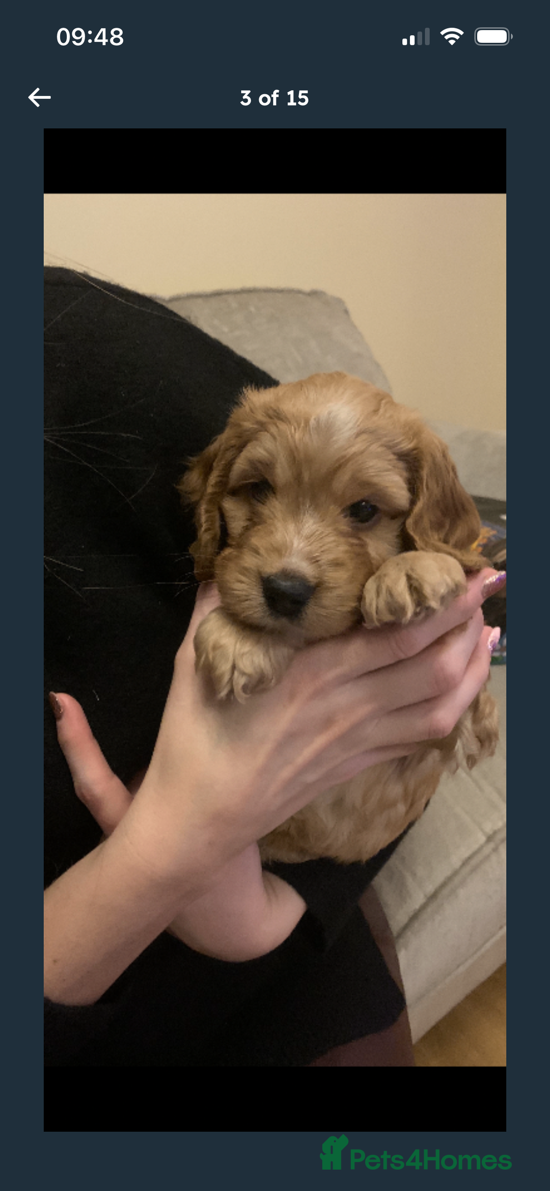 Cockapoo dogs for sale: F2 cockapoo puppies available  - Advert 4