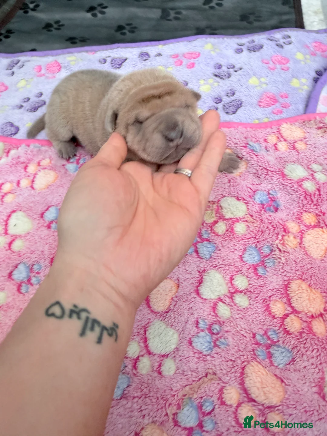 Shar Pei dogs for sale: Shar Pei Dilute puppies  - Advert 11