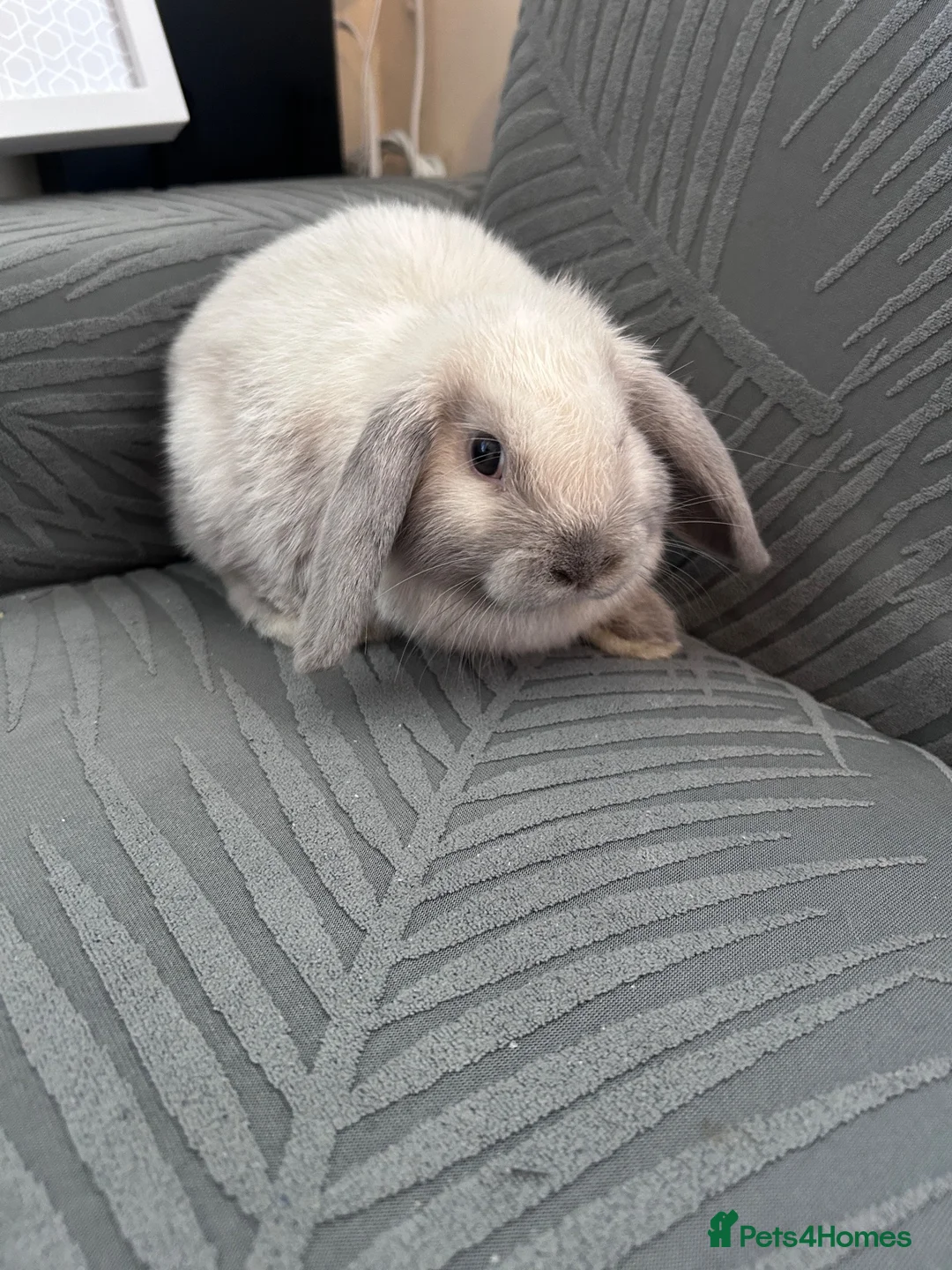 Mini Lop rabbits for sale: Mini loop rabbit  in Cambridge - Advert 2