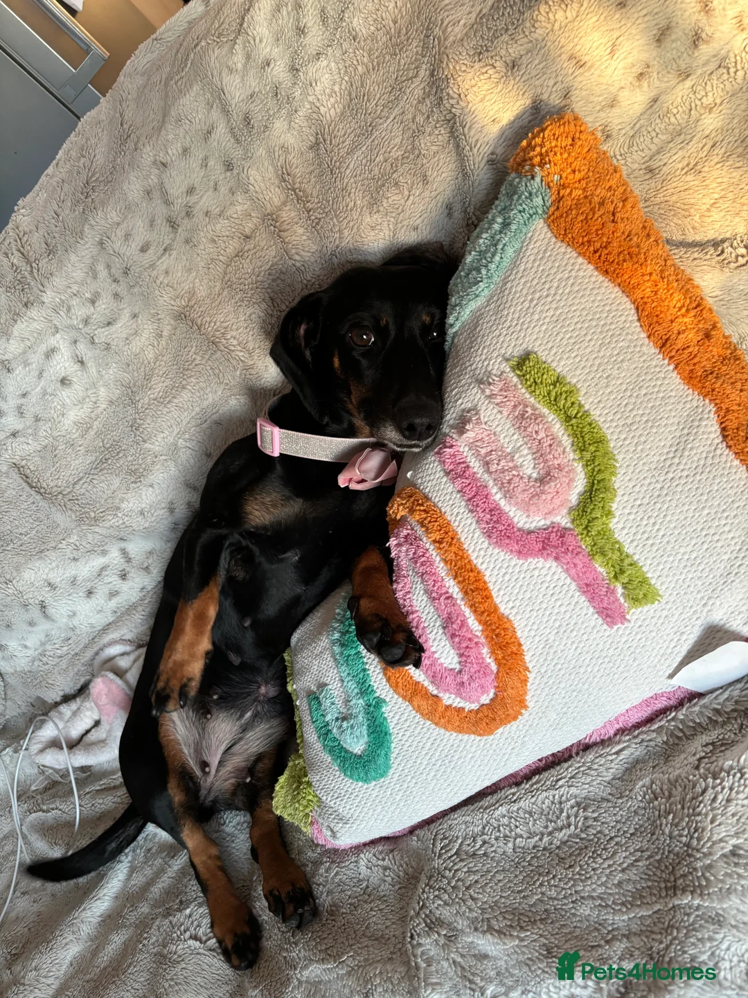 Dachshund dogs for sale: Minnie dachshund  - Advert 3