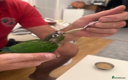 Conures birds for sale: 6 weeks tamed babies conure for sale - Image 5