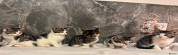 Mixed Breed cats for sale: Kittens  - Advert 11