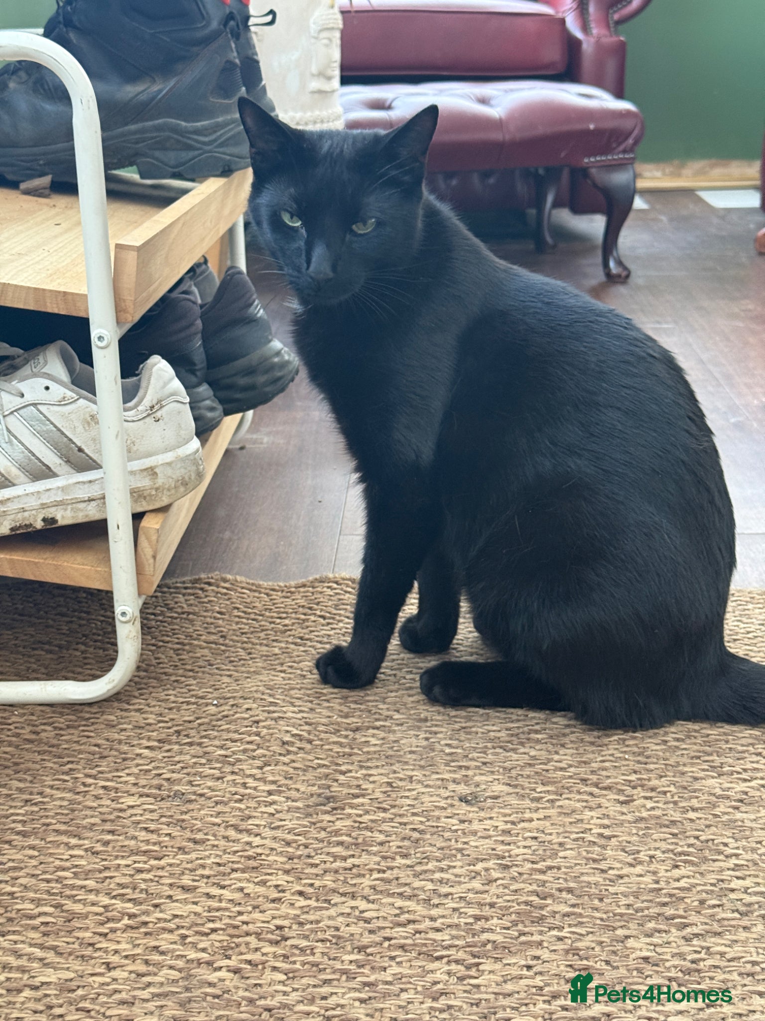 Mixed Breed cats Toothless and sammy - Advert 1