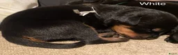 Rottweiler dogs for sale: Germany and America Rottweiler mix - Advert 10