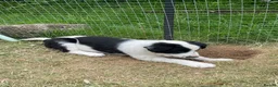 Border Collie dogs for sale: Absolutely Gorgeous Black&White Border Collie Pups - Advert 15
